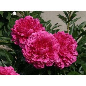 Пион Paeonia Kansas